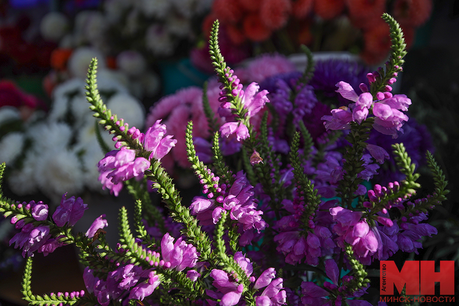 flora torgovlya czvety stolyarov 01 kopiya