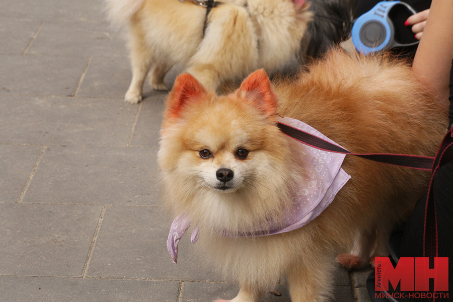 gorod fauna festival zhivotnyh stolyarov 25 kopiya