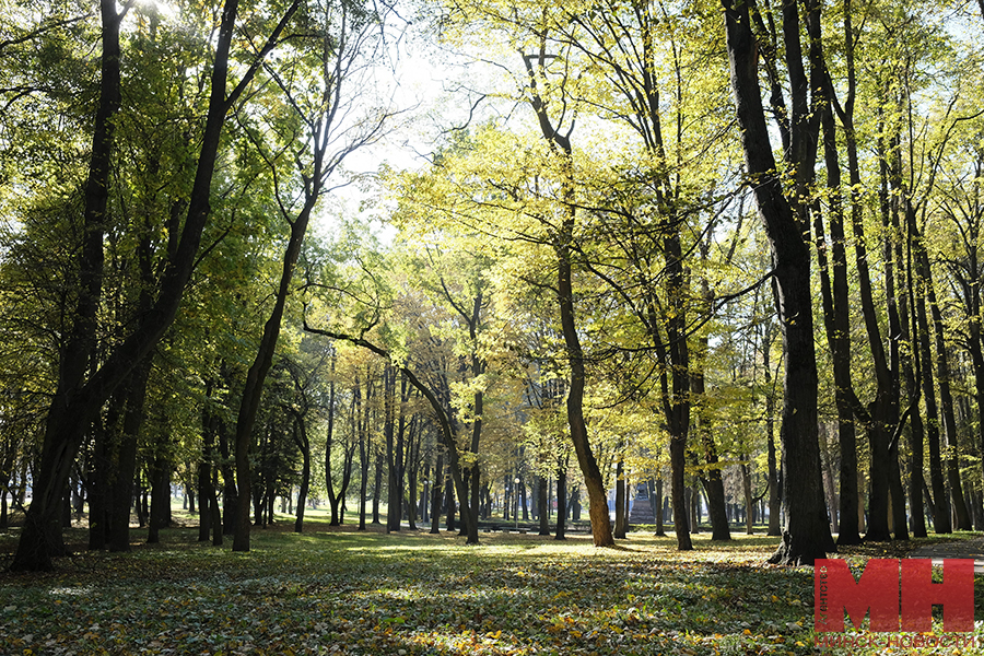 22 10 2024 priroda osennie parki foto terehina 02 kopiya