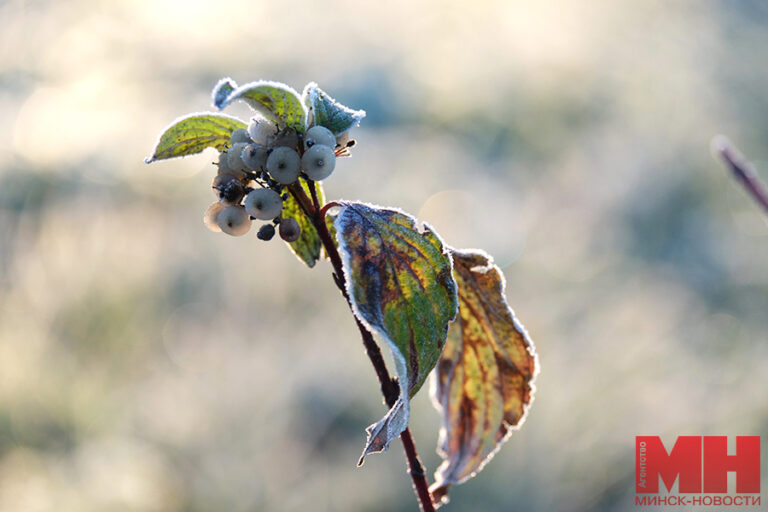 22 10 2024 priroda osennie parki foto terehina 26 kopiya