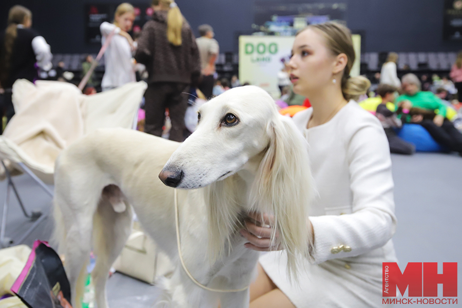 fauna chetveronogie vystavka stolyarov 02 kopiya