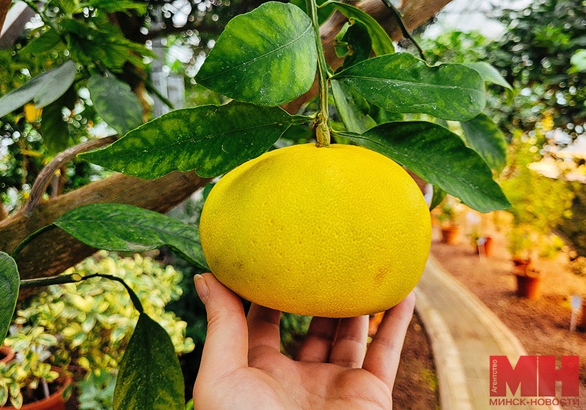 pomelmus pomelo kopiya