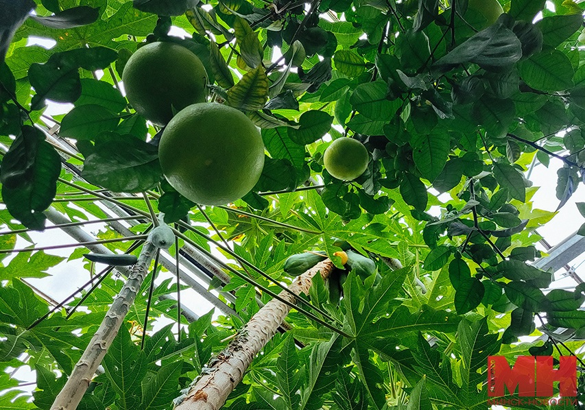 pomelo bogatyr i papajya kopiya