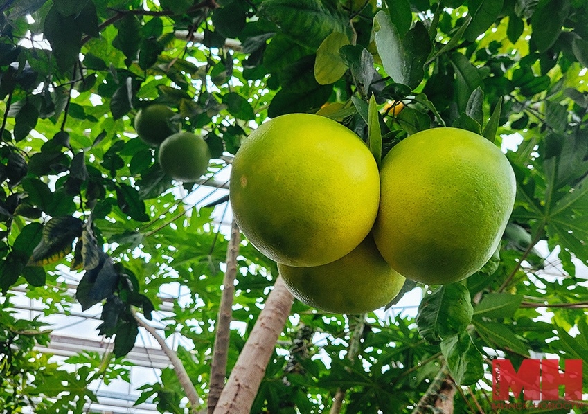 pomelo bogatyr kopiya