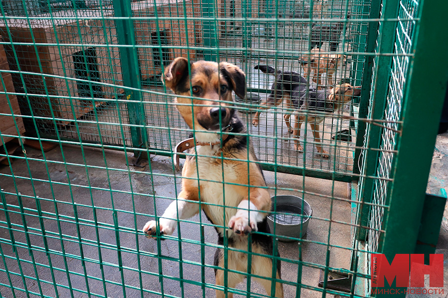2025 04 08 zhkh fauna goroda frolov malinovskaya07