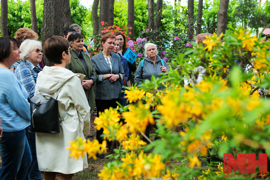 2025 05 22 priroda – czvetenie rododendronov pozhoga 03 kopiya
