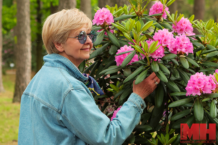 2025 05 22 priroda – czvetenie rododendronov pozhoga 38 kopiya