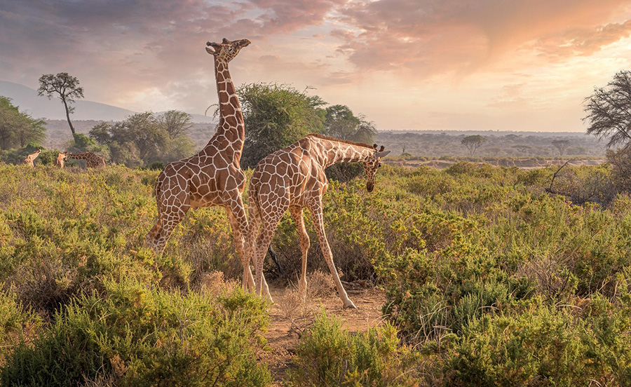 giraffes 7238815 1280