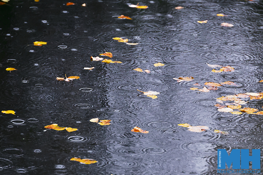 2025 10 12 priroda osen loshiczkij park davidovskaya 10 kopiya