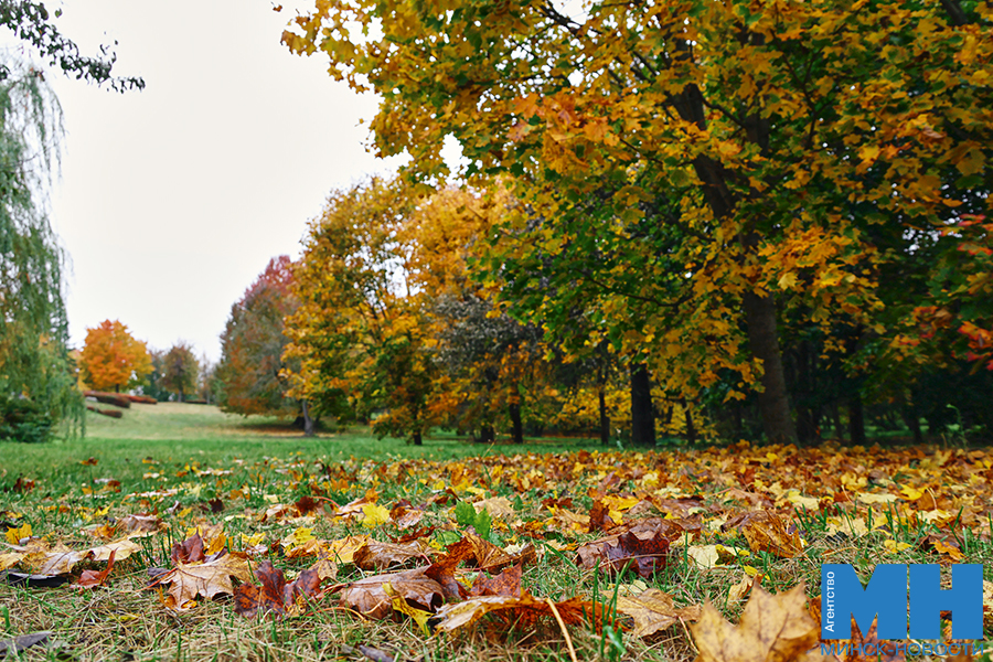 2025 10 12 priroda osen loshiczkij park davidovskaya 6 kopiya