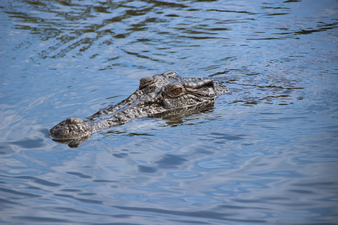 crocodile 821464 1280