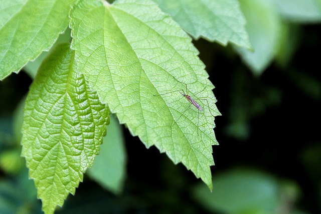 mosquito 1499799 640